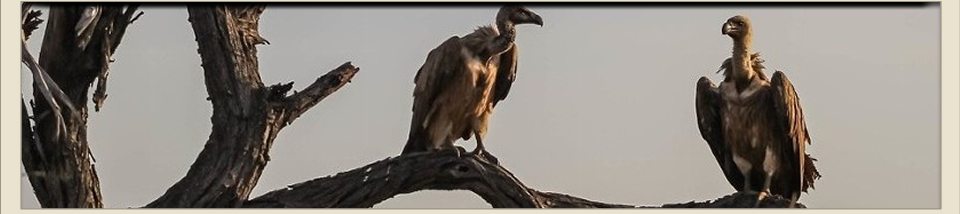 Vultures